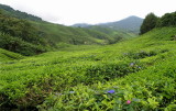 Boh Tea Plantation