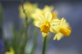 Daffodil @f2.8 D700