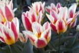 Tulips1 @f8 5D