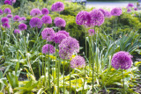 Allium giganteum AR