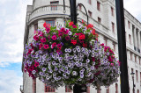 Hanging Basket