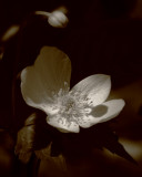 Light's Deep Glow