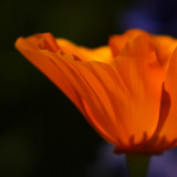 Soft Flow of Your Beauty