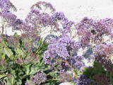 P1030433.JPG