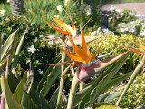Tropical Bird of Paradise