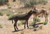 Two_Wild_Burros_Red_Rock_NP.jpg