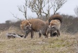 Red Fox - Vos
