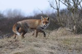 Red Fox - Vos