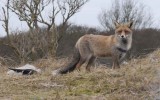 Red Fox - Vos