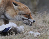 Red Fox - Vos
