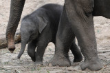 DSC_4834 artis 72.jpg