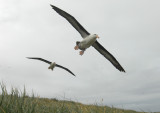 Black- browed Albatross-Thalassarche melanophrys - Wenkbrauw albatros