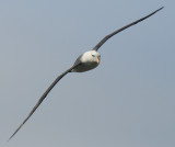 Black- browed Albatross-Thalassarche melanophrys - Wenkbrauw albatros