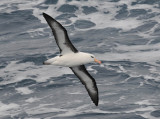 Black- browed Albatross-Thalassarche melanophrys - Wenkbrauw albatros