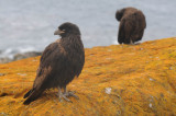 Striated Caracara - Phalcobaenus australis