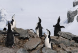 Chinstrap Penguin - Pygoscelis antarctica