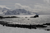 Half Moon Island  South Shetland