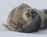 Weddell Seal - leptonychotes weddellii