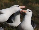 Black-browed Albatross-Thalassarche melanophris-Wenkbrauw Albatros