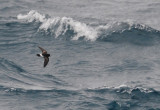 DSC_090 pbase.jpg