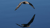 Giant Petrel - Macronectes giganteus - Reuzenstormvogel