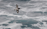 Cape Petrel   Daption capense