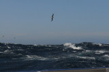 Black-browed Albatross
