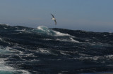 Black-browed Albatross