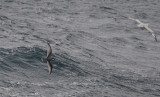 Antarctic Prion  Pachyptila desolata