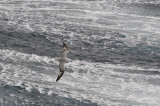 Southern Fulmar  Fulmarus glacialoides