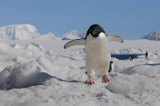 Adlie Penguin  Pygoscelis adeliae
