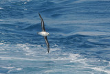 DSC_11 pbase.jpg