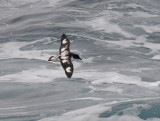 DSC_0915  pbase.jpg