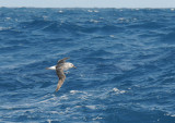 DSC_1161 pbase.jpg