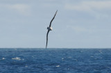 Grey- headed Albatross  Thlassarche chrysostoma