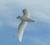 Snow Petrel  pbase.jpg