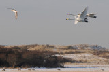 Whooper Swan - Wilde Zwaan - Cygnus cygnus