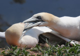Jan van  Gent - Sula bassana - Gannet