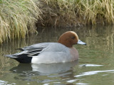  Smient-Eurasian Wigeon [Anas Penelope]