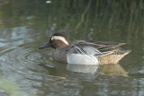 - Zomertaling-Garganey [ Anas querquedula ]