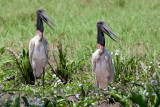 Jabiru