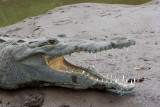 Crocodile