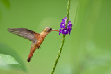 Cinnamon Hummingbird