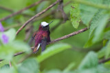 Snowcap
