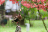 Fulvous Whistling-duck