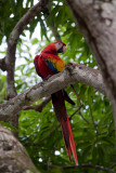Scarlet Macaw
