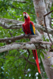 Scarlet Macaw