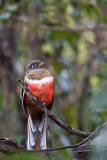 Collared Trogon