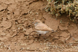 Bar-tailed lark