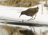 DS1_5145Rallus aquaticus - Water Rail 